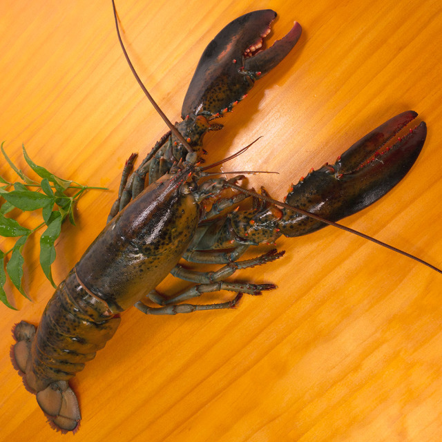 オマール海老 通販／販売の「特正」です。