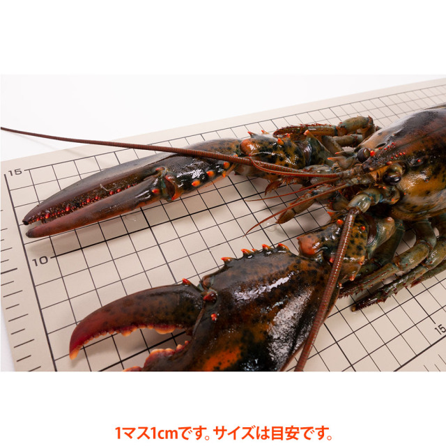オマールホール爪サイズ