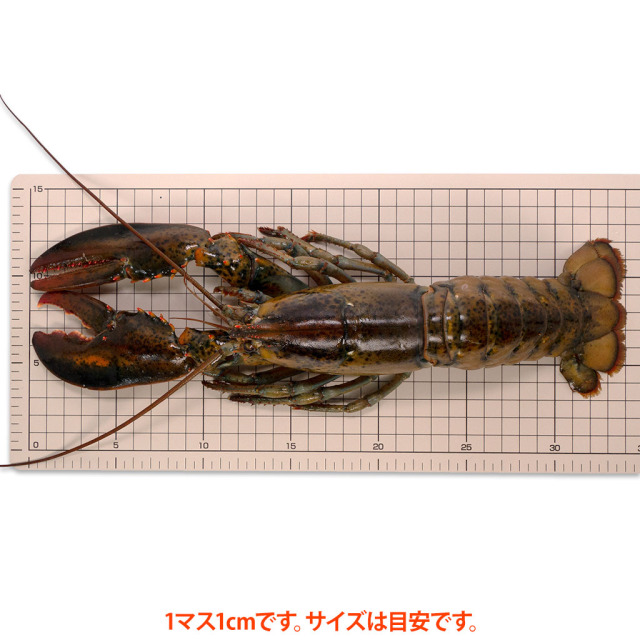 オマールホール　サイズ