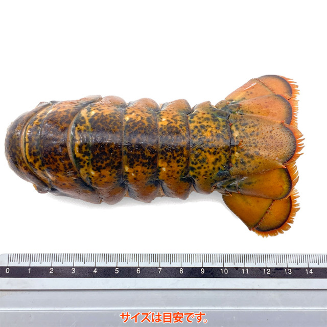 オマールテールサイズ
