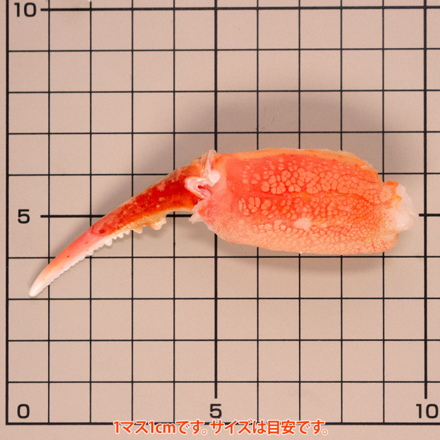ずわいがに蟹爪（一本爪）通販／販売の「特正」です。