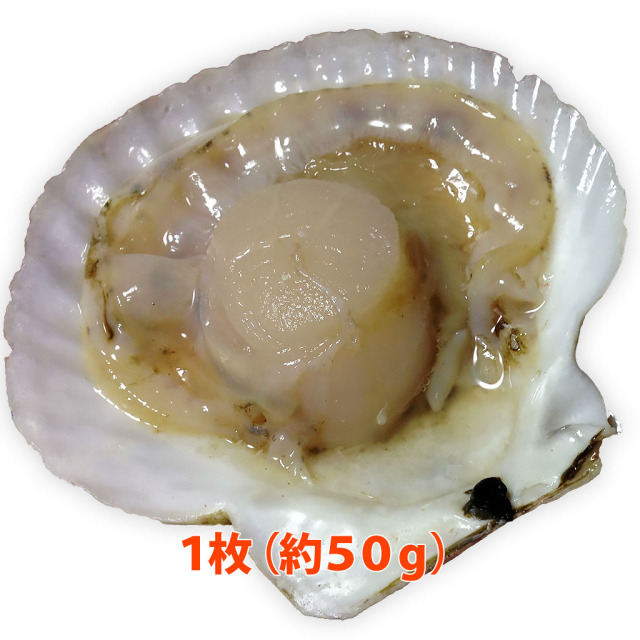 殻付き（片貝）ホタテ貝 １枚（約５０ｇ）