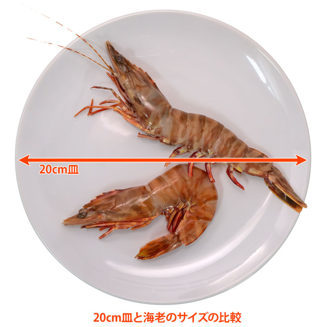 お刺身天然海老IQF「かつ冷」 皿との比較