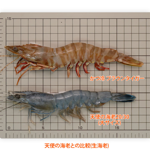 お刺身天然海老IQF「かつ冷」天使の海老との比較