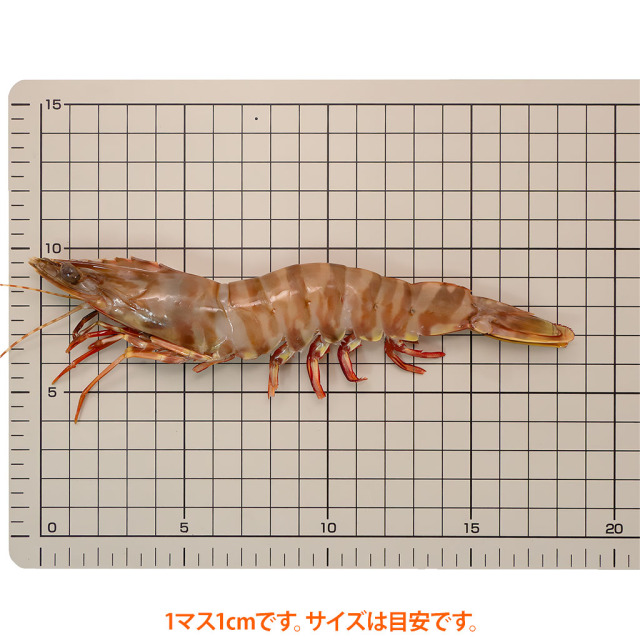 お刺身天然海老IQF「かつ冷」 サイズ