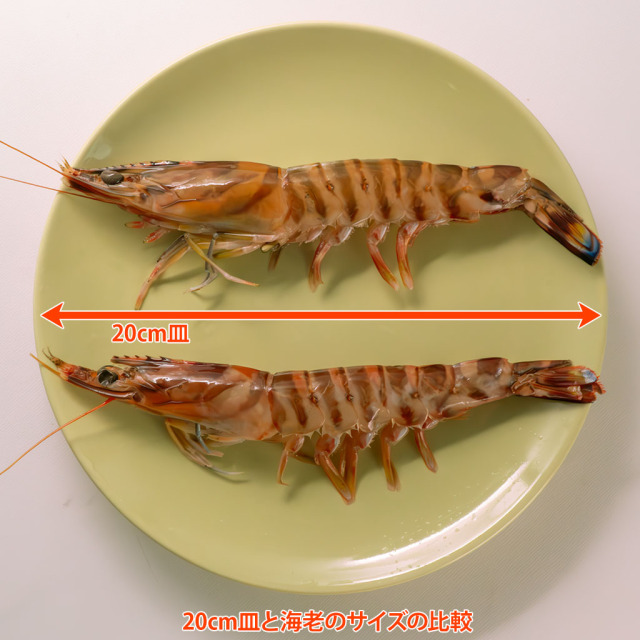 加熱用車えび20cm皿