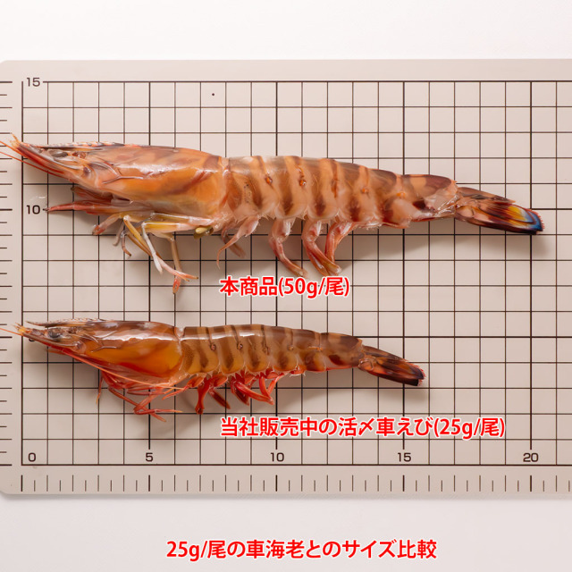 加熱用冷凍車海老 通販／販売の「特正」です。