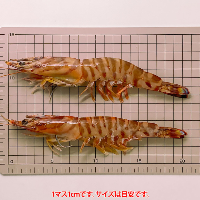 加熱用車えびサイズ