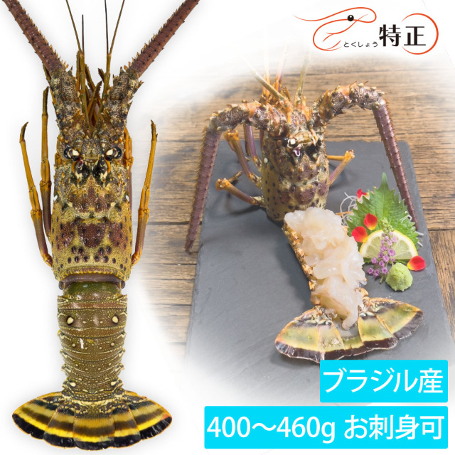 ブラジル産スパイニーロブスター メイン画像