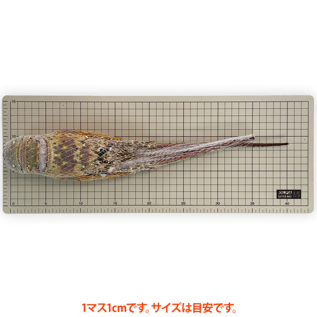 ブラジル産スパイニーロブスター サイズ(冷凍)