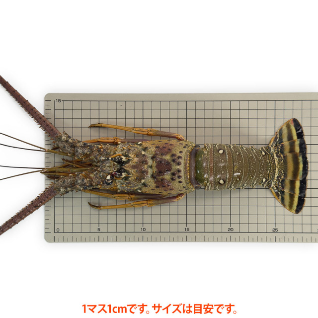 ブラジル産スパイニーロブスター サイズ(解凍)