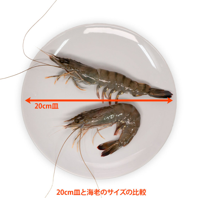 マダガスルージュ プレミアム 永遠のえび 10尾小分け。大阪市中央卸売