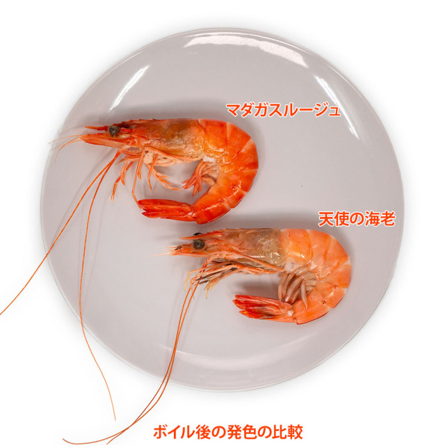 マダガスルージュ プレミアム 永遠のえび 10尾小分け。大阪市