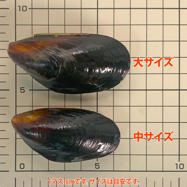 ボイルムール貝比較１