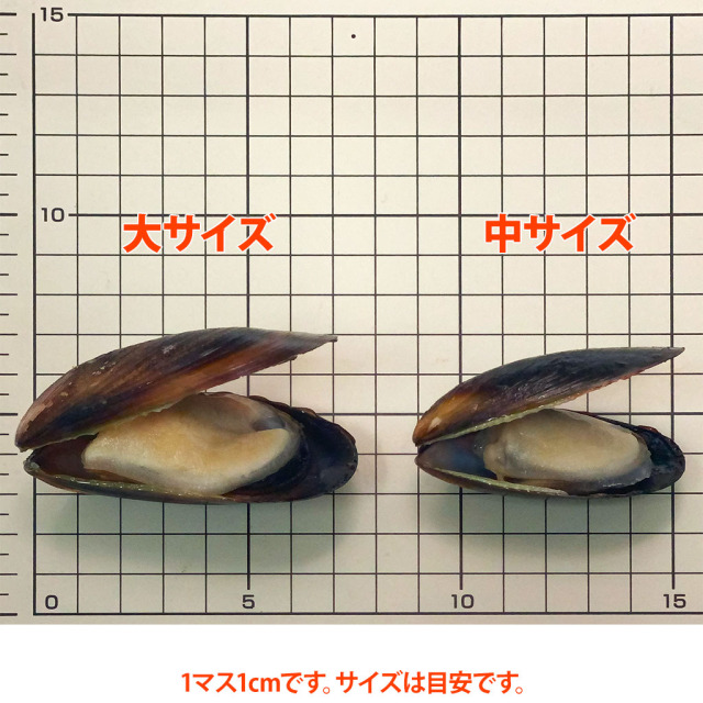 ボイルムール貝比較２