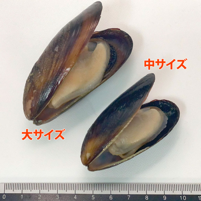 ボイルムール貝比較３