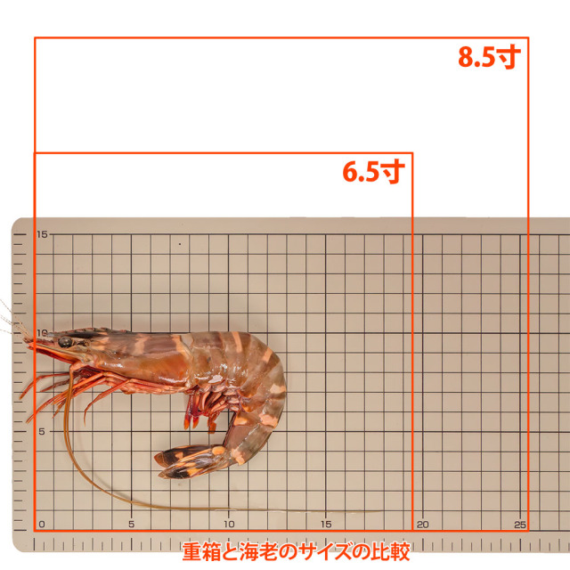 天然・無添加・有頭シータイガー重箱サイズ比較