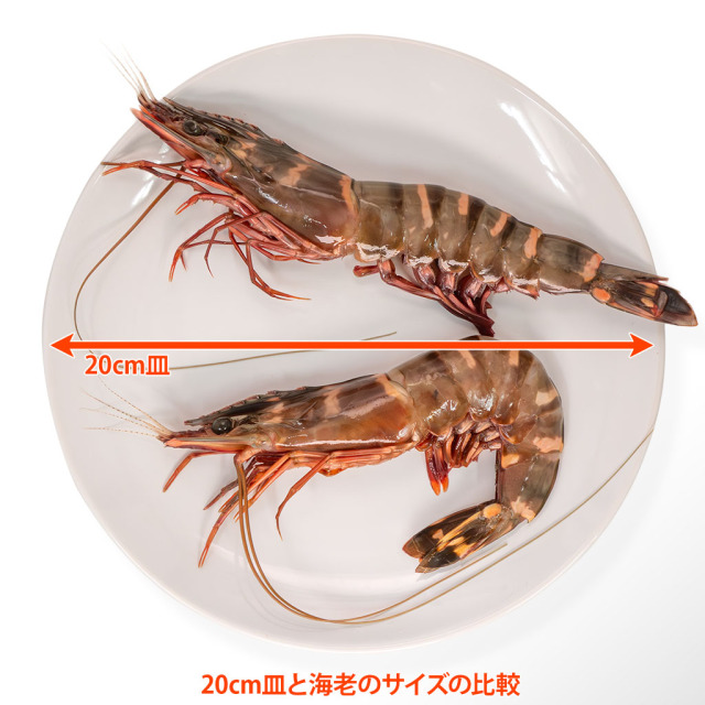 天然・無添加・有頭シータイガー皿サイズ比較