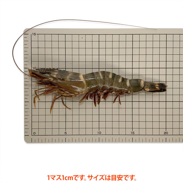えび様 超超超特大サイズ 約16尾〜24尾入り 4/6サイズ 天然シータイガー