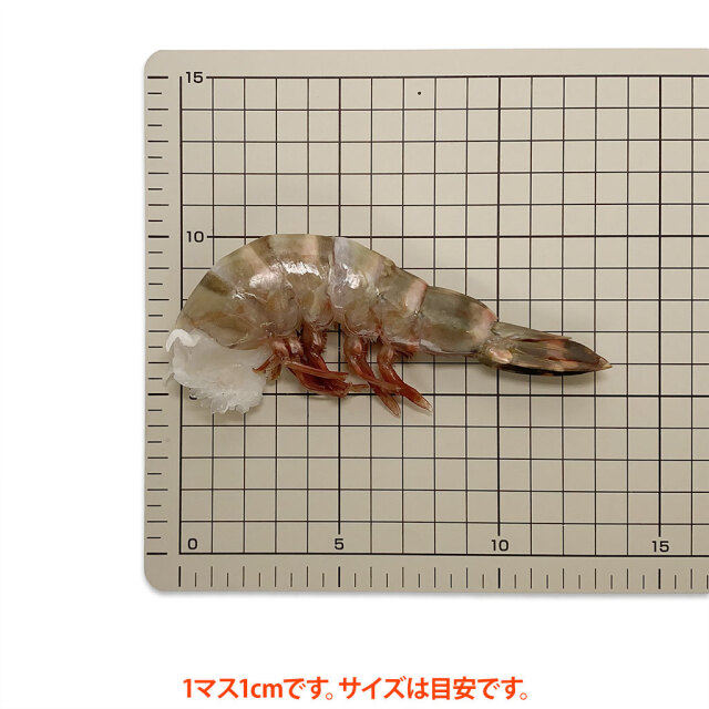 天然・無頭シータイガー 通販／販売の「特正」です。