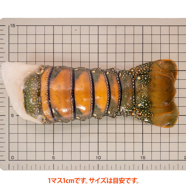 ブラジル産スパイニーロブスター8oz_サイズ