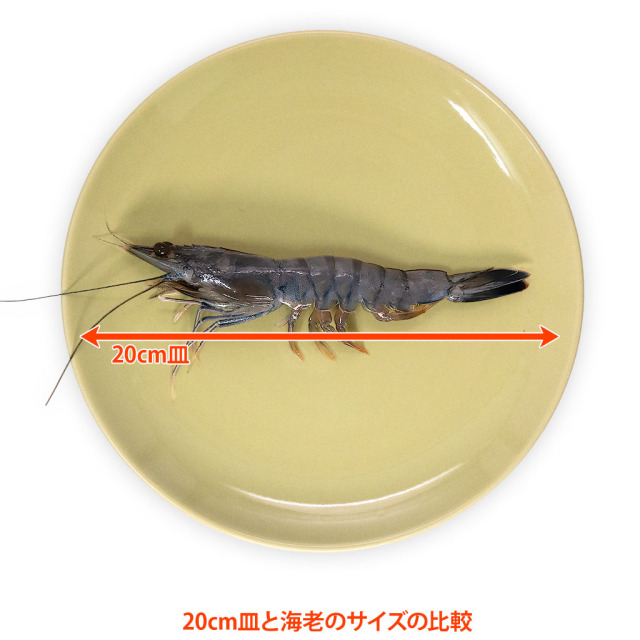 一番使い易いサイズ、天使の海老(規格:30/40)1Kg箱、通販の「特正」