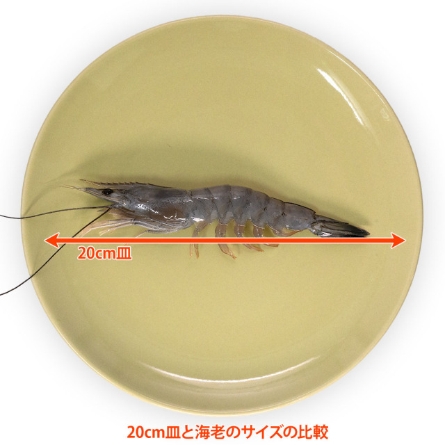 少し小ぶりなサイズ、天使の海老(規格:40/50)1Kg箱、通販の「特正」