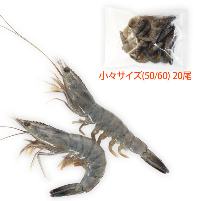 一番小さなサイズ、天使の海老(規格:50/60)通販の「特正」