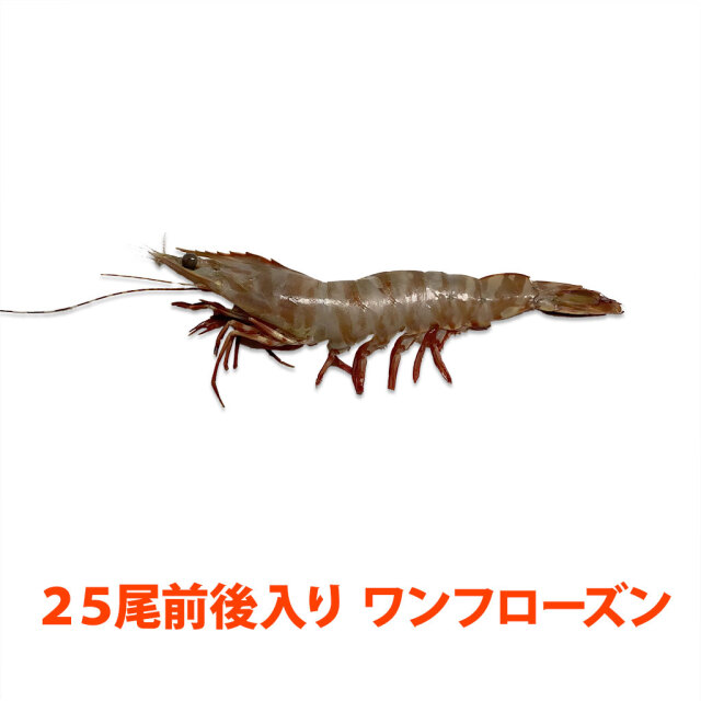 オーストラリアタイガーえび通販／販売の「特正」です。