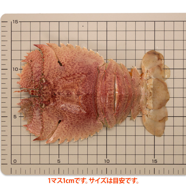 うちわえび90-110gサイズ