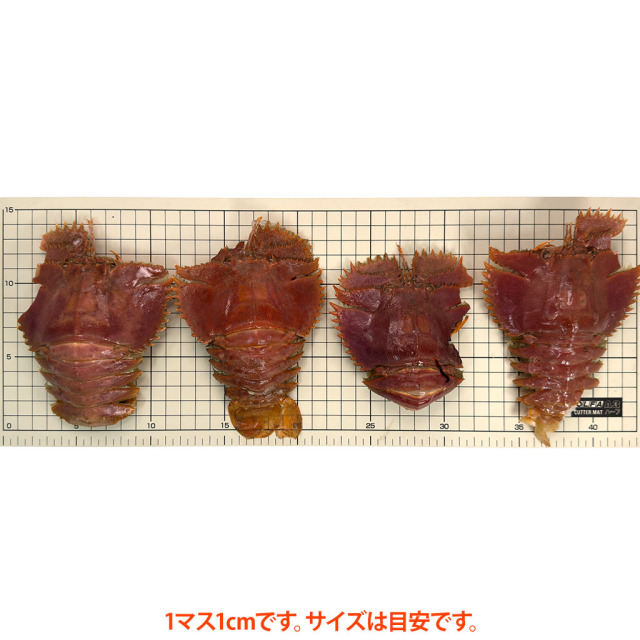 【訳あり・割れ品】活〆うちわ海老（80〜200g/匹）サイズ