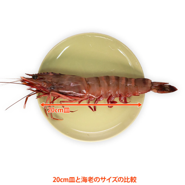 スーパージャンボ有頭シータイガー海老通販／販売の「特正」です。