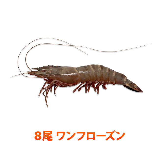 スーパージャンボ有頭シータイガー海老通販 販売の 特正 です