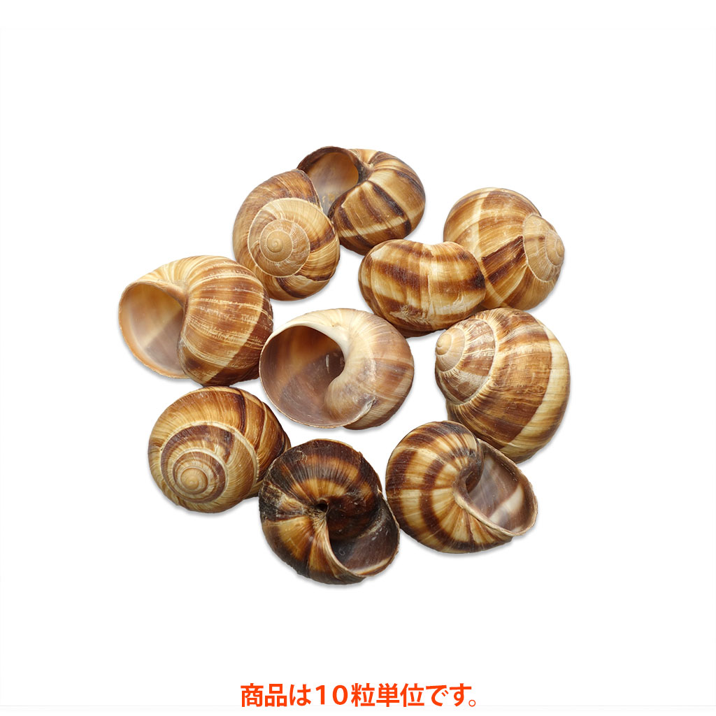 エスカルゴ殻 通販 販売の 特正 です