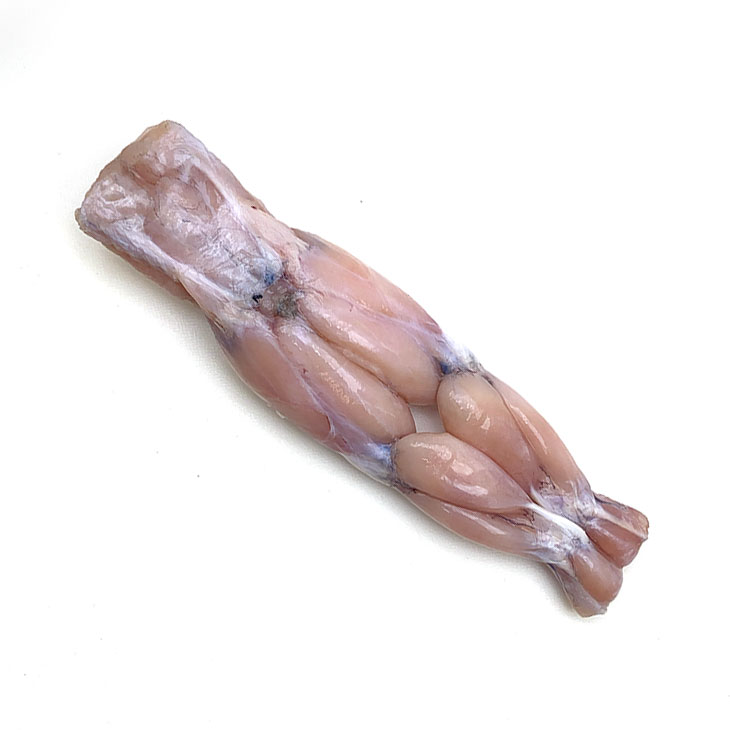 フロッグレッグL