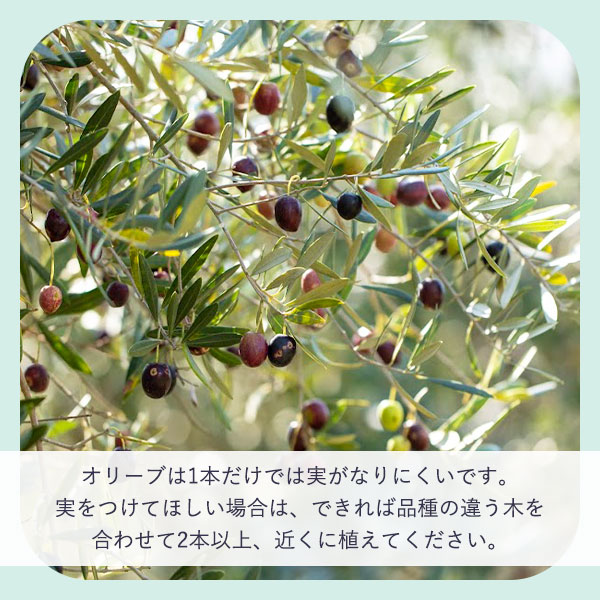 オリーブの苗木 7号ポット ※送料込み価格