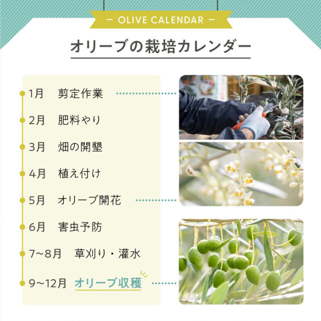 2025年度産新物】小豆島産エキストラバージンオリーブオイル[早摘み] 136g