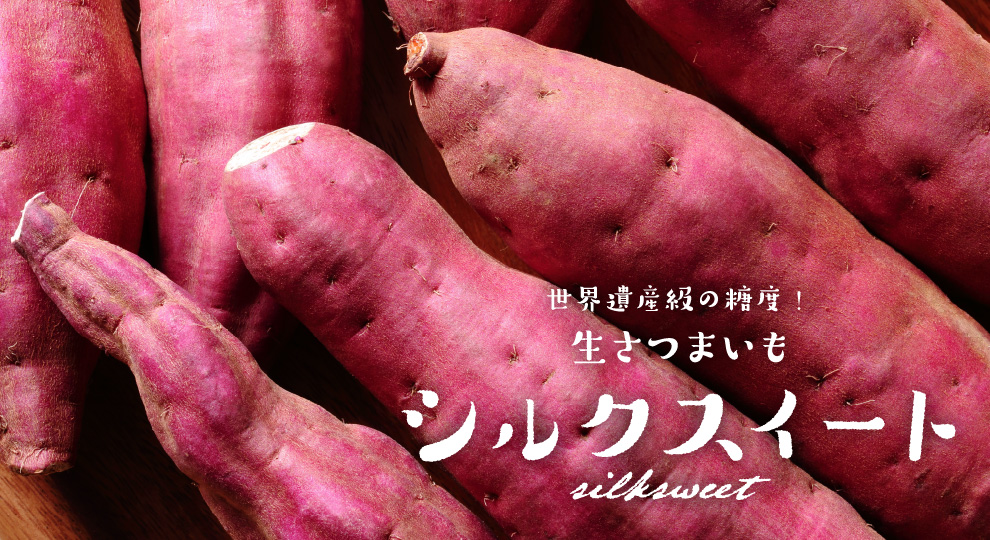 12月中旬以降発送開始【予約販売】5キロ送料無料！絹のような舌触り、世界遺産級の糖度！最新高級さつまいも「シルクスイート」