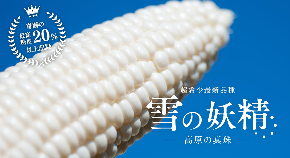 【陛下献上の品】高原の真珠と呼ばれる超最新ホワイトとうもろこし「雪の妖精」２Lサイズ以上保証！10本入り送料込　７月下旬より出荷開始　