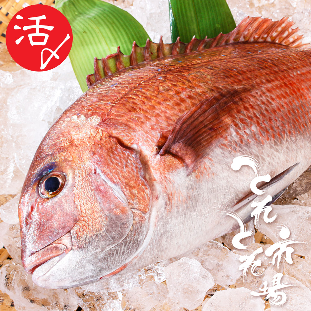【A-008・A-009】ギフト　送料無料　南紀白浜とれとれ真鯛　原魚サイズ約1.2kg　活〆真鯛　和歌山県産養殖　クール冷蔵便　※北海道・青森・秋田・岩手・沖縄・離島地域はお届けできません