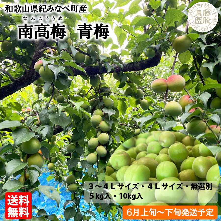 勝股農園_南高梅_青梅