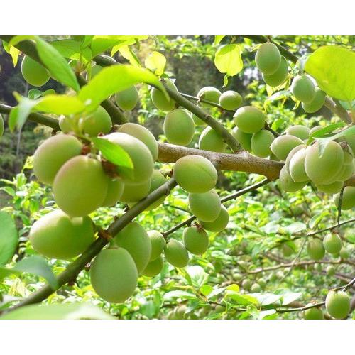 とれとれ市場オンラインショップ ｜ 紀州産古城梅（青梅） ※梅酒