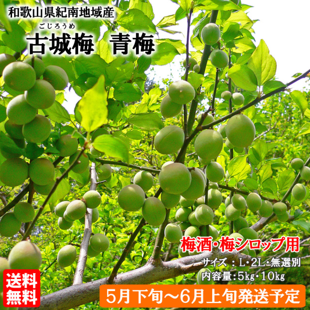 とれとれ市場オンラインショップ ｜ 紀州産古城梅（青梅） ※梅酒・梅