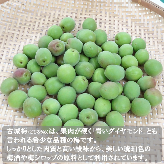 とれとれ市場オンラインショップ ｜ 紀州産古城梅（青梅） ※梅酒・梅