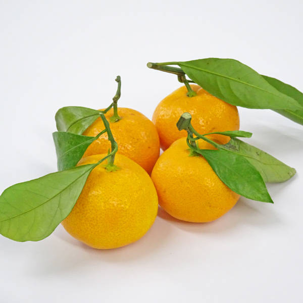 葉付温州みかん