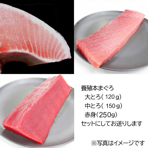 とれとれ市場オンラインショップ ｜ 生本まぐろ（養殖）の大とろ・中