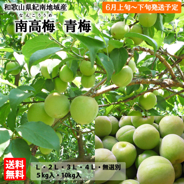 とれとれ市場オンラインショップ ｜ 紀州産南高梅（青梅） ※梅干・梅酒