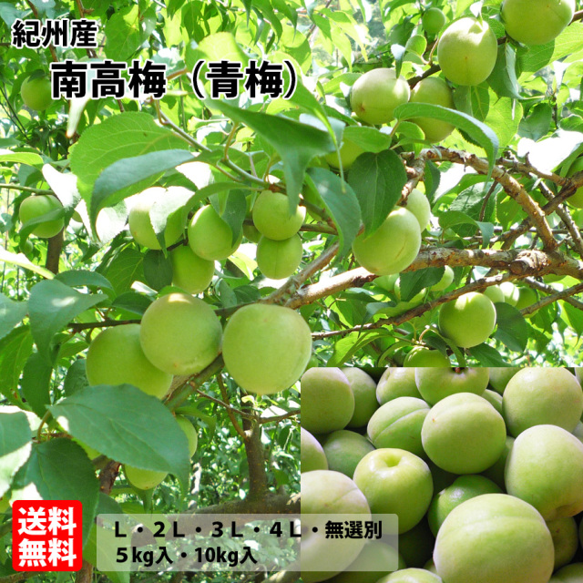 細尾_紀州南高梅_青梅