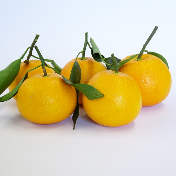 みかん屋の春峰柑