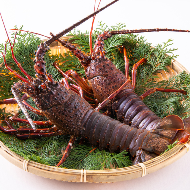 とれとれ市場オンラインショップ ｜ 和歌山県産他 活け伊勢海老